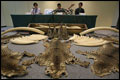 Grote lading ivoor onderschept  in container met hout 