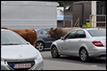 Stieren ontsnappen uit vrachtwagen op weg naar slachthuis [+video]
