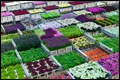'Bloemenexport groeit volgend jaar weer' 