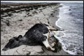 Raadsels rond dode koeien uit zee