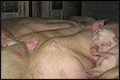 Nederlands overbeladen varkenstransport in Duitsland van de weg gehaald [+foto's]
