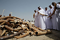 Grote partij ivoor vernietigd in Arabische Emiraten