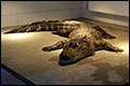 Krokodillen en slangen in twee huizen Heerlen [+foto's]