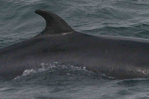 Ook in Gentse haven aangespoelde walvis [+foto's]