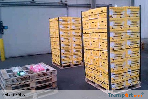 Aanhoudingen na vondst 1.800 kg drugs in container fruit [+foto]
