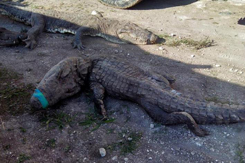 124 krokodillen sterven tijdens transport [+foto's]