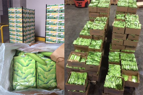 Belgische Douane vindt 3 ton cocaïne in lading bananen
