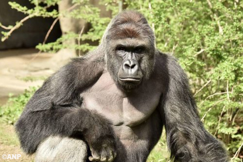 Golf van protest over doodschieten gorilla 'Harambe' [+video] 