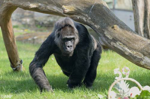 Gorilla ontsnapt in Londense dierentuin 