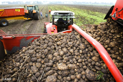 'Extreem weer hindert aardappeloogst' 