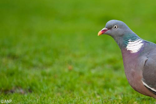 Besmettelijke vogelziekte in meerdere regio's