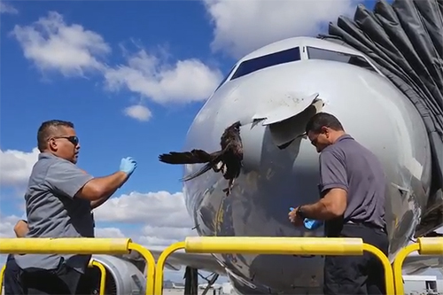 Vogel blijft in neus vliegtuig steken [+video]