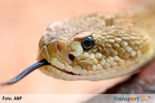 24 ratelslangen ontdekt in Texaans huis