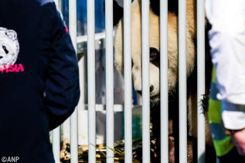 Panda’s: hoge kosten, hogere baten