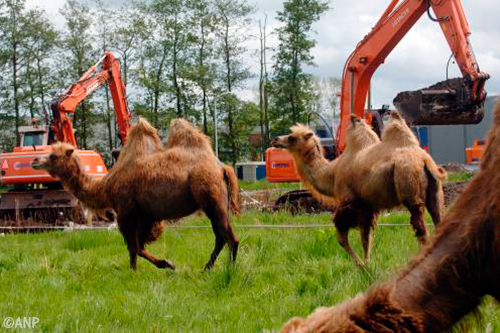 Ontsnapte kamelen op Belgische ringweg [+video]