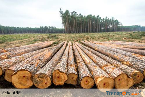 Polen verder met houtkap ondanks uitspraak EU