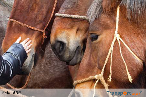 Gewonden door paarden op hol op boerenmarkt