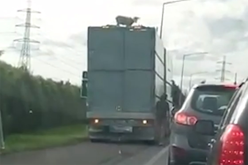 Schaap op vrachtwagen zorgt voor bekijks op snelweg [+video]