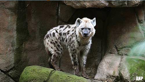 Hyena in Beekse Bergen verwond door vrouwtjes