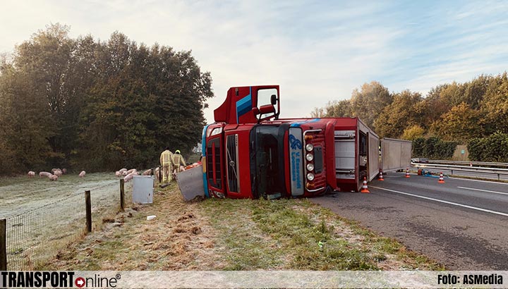 Varkens ontsnappen uit gekantelde vrachtwagen op A50 [+foto]