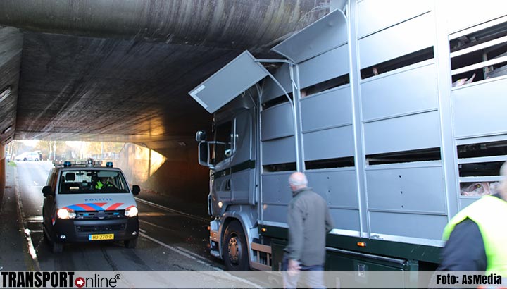 Vrachtwagen met biggen vast onder viaduct in Barneveld [+foto]