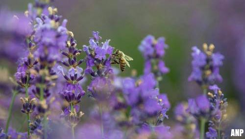 Pollen kunnen nu al voor hooikoorts zorgen