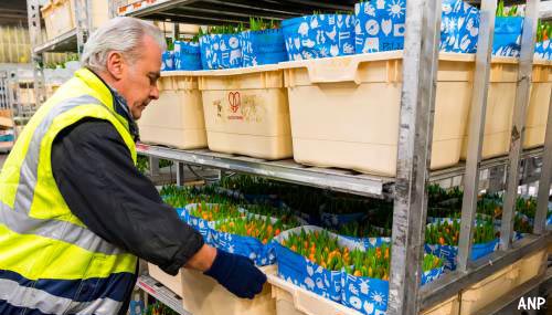 Bloemenexporteurs verwachten goed 2019