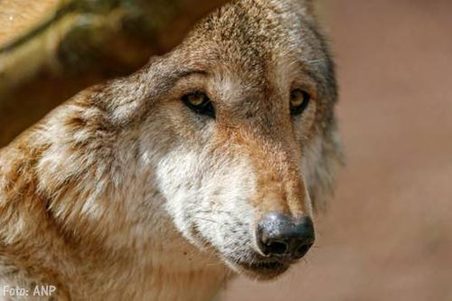 Wolf na eeuwen weer gespot in Friesland