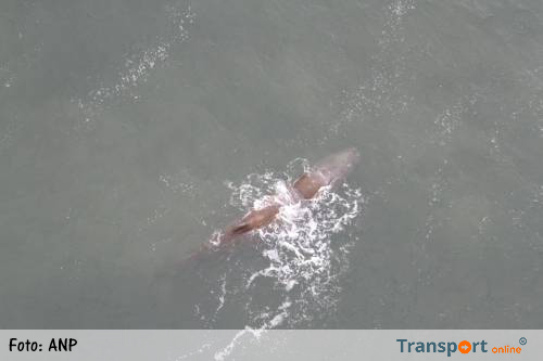 Potvis voor kust Den Helder gaat het waarschijnlijk niet redden