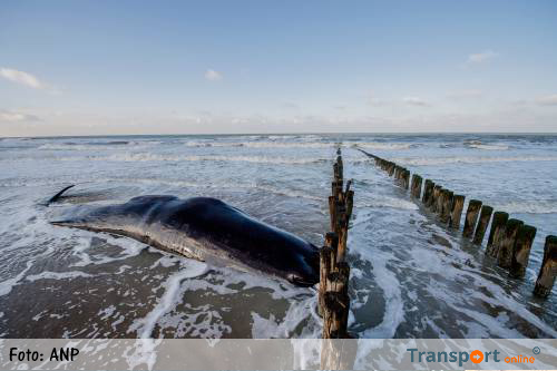 Potvis bij Den Helder natuurlijke dood gestorven op zee