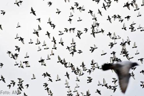 Roofvogel bedreigt duivensport