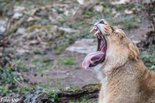Ontsnapte leeuw uit dierentuin Planckendael in Mechelen doodgeschoten