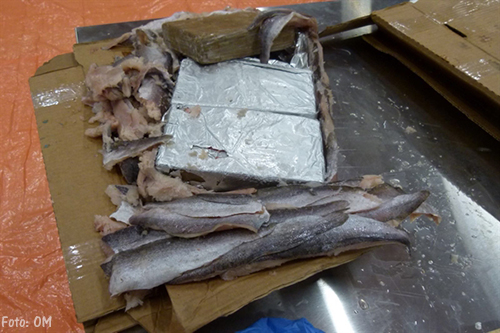 1100 kilo cocaïne gevonden tussen bevroren vis