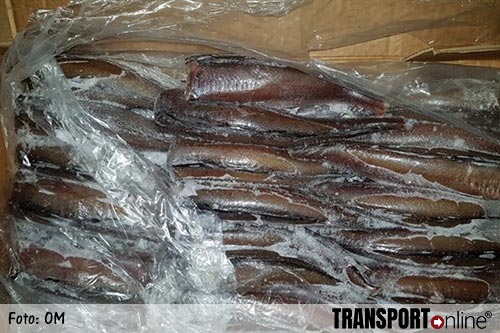 Deklading van duizenden kilo's vis van drugstransport gaat naar dolfijnen, zeehonden en zeeleeuwen