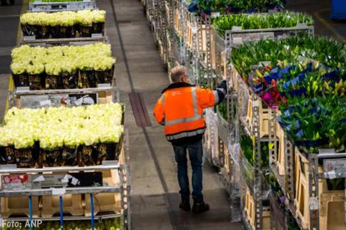 Bloemen- en plantenexport dichtbij record