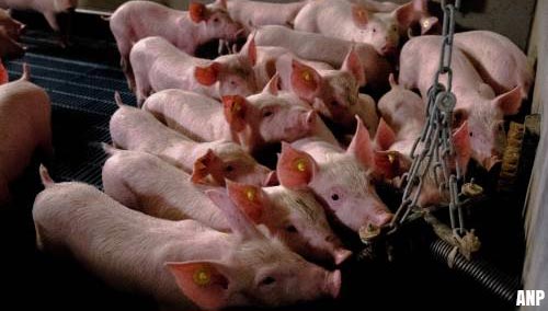 '2,3 miljoen varkens meer gefokt dan bekend'