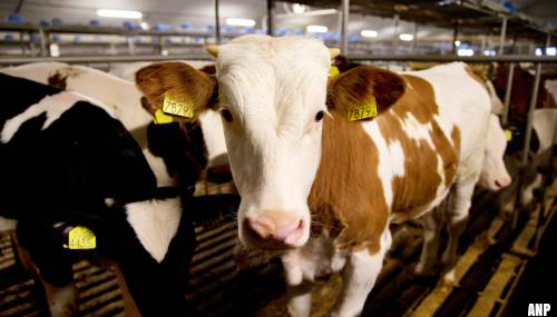 Melkveeboeren: Stop import kalveren