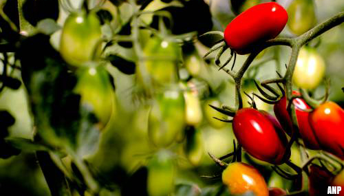 Gevaarlijk virus bij tomaten Westland