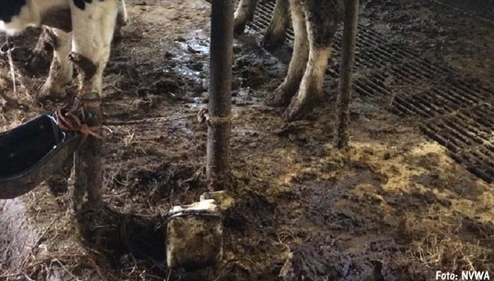 NVWA laat 59 runderen weghalen bij boerin