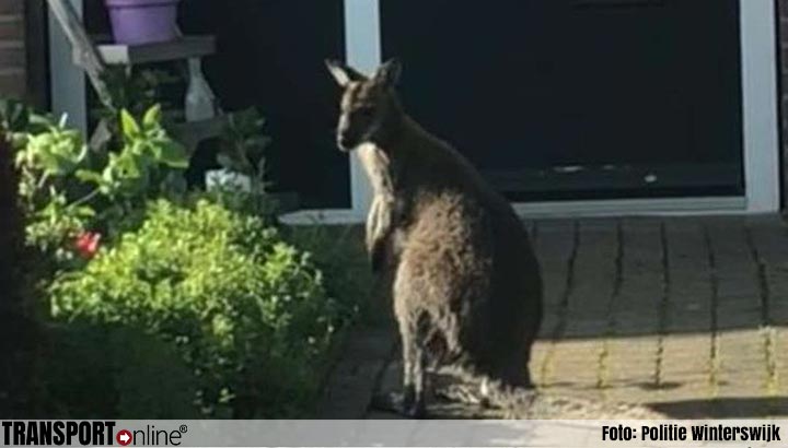 Kleine kangoeroe huppelt door Winterswijk