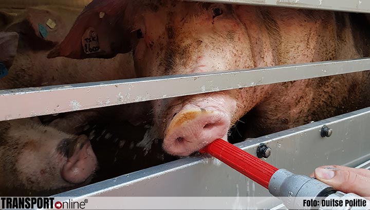 Politie haalt oververhit Nederlands varkenstransport van de Duitse A2 [+foto]