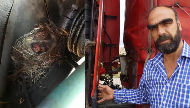 Turkse vrachtwagenchauffeur wacht 45 dagen met starten motor na vondst vogelnestje