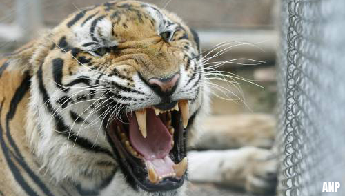 86 tijgers uit Thaise tempel dood door virusziekte