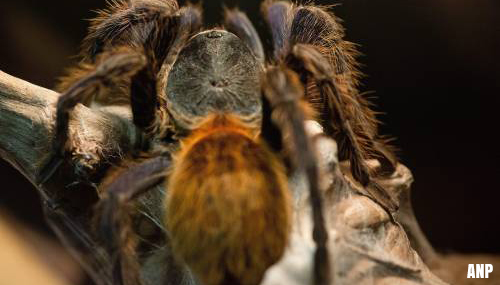 Vogelspinnen overspoelen westen VS in paringstijd