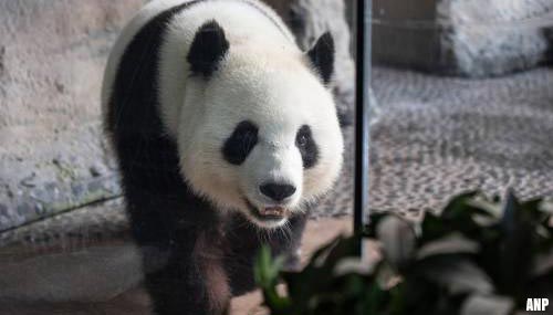 Twee panda's geboren in dierentuin van Berlijn