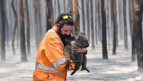 WNF haalt half miljoen op voor hulp aan koala's