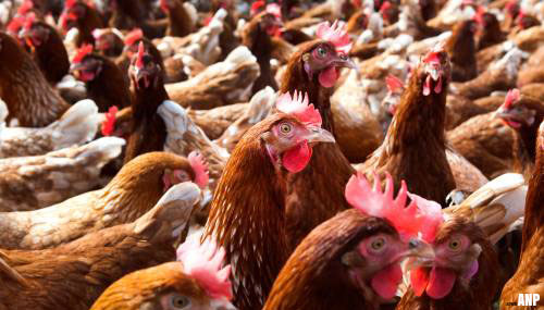 Ophokplicht voor commerciële kippenboer vanwege vogelgriep
