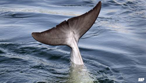 Dolfijn zwemt in Amsterdamse haven [+video]