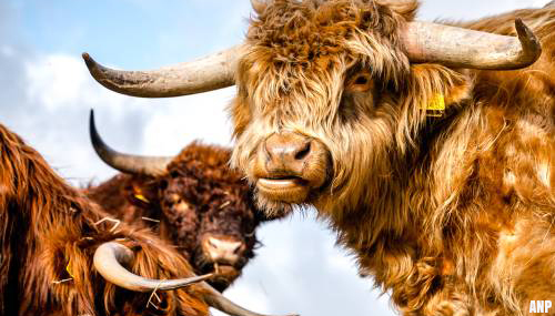 Politie redt wandelaars van kudde Schotse Hooglanders