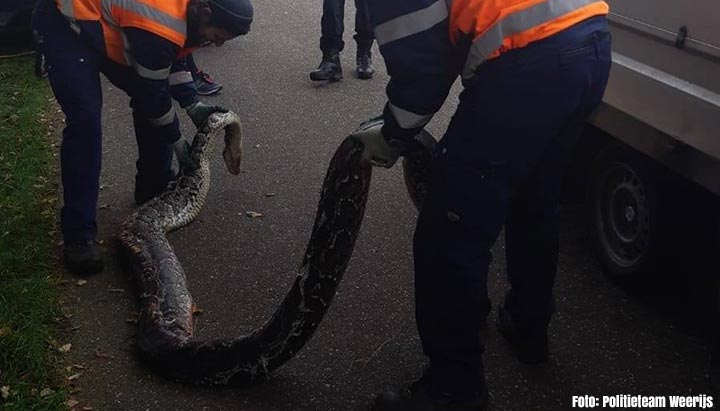 Voorbijganger treft vier meter lange python naast de weg in Etten-Leur aan